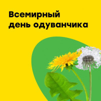 Одуванчики Одуванчики.